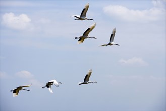 Heilongjiang,zhalong Natural Reserve,