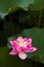 Lotus