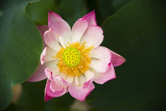 Lotus