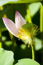 Lotus