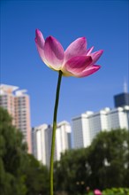 Lotus