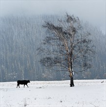 Xinjiang