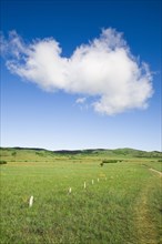 Bashang grassland in Inner Mongolia