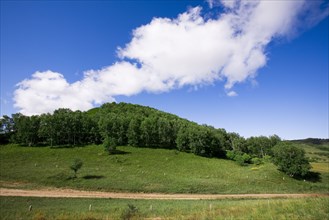 Bashang grassland in Inner Mongolia