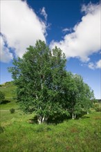 Bashang grassland in Inner Mongolia