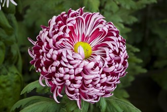 Chrysanthemum