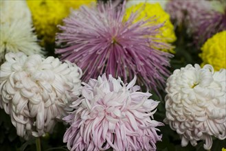 Chrysanthemum