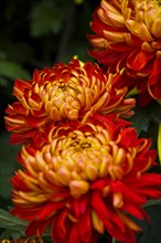 Chrysanthemum