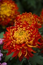 Chrysanthemum