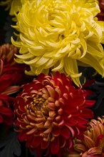 Chrysanthemum