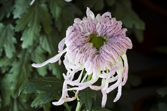 Chrysanthemum