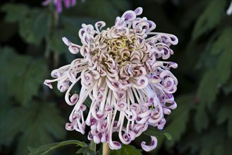 Chrysanthemum