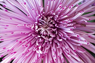 Chrysanthemum