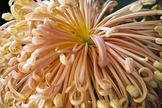 Chrysanthemum