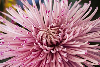 Chrysanthemum