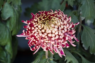 Chrysanthemum