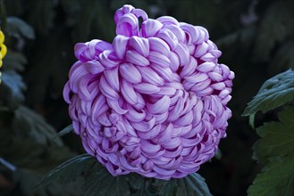 Chrysanthemum