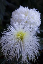 Chrysanthemum