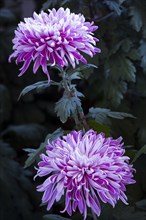 Chrysanthemum