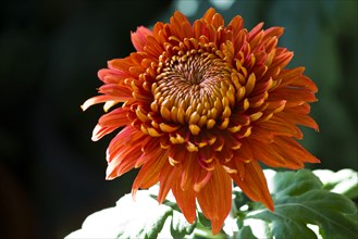 Chrysanthemum