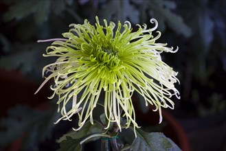 Chrysanthemum