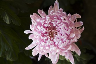 Chrysanthemum