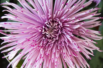 Chrysanthemum