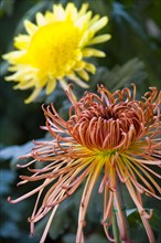 Chrysanthemum