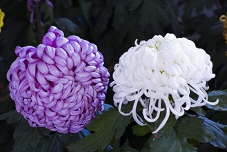 Chrysanthemum