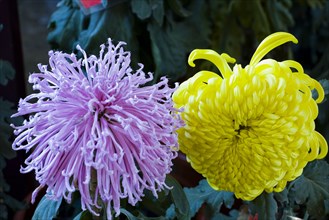 Chrysanthemum