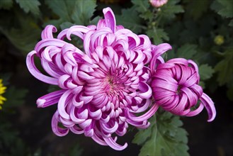 Chrysanthemum