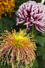 Chrysanthemum