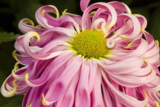 Chrysanthemum