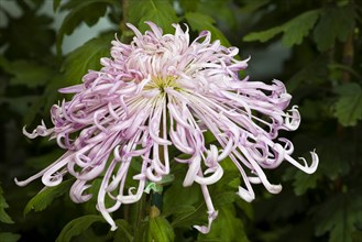 Chrysanthemum