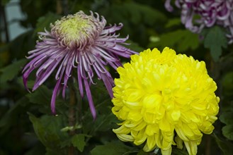 Chrysanthemum