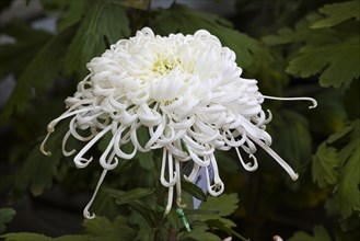 Chrysanthemum