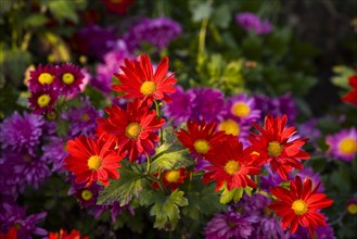 Chrysanthemum