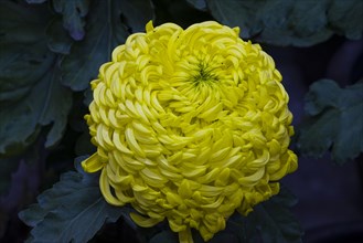 Chrysanthemum