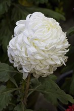 Chrysanthemum