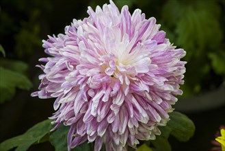 Chrysanthemum