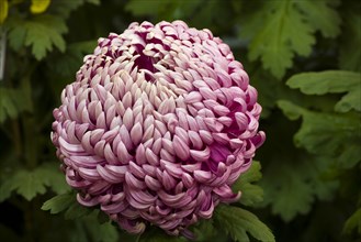 Chrysanthemum