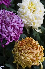 Chrysanthemum