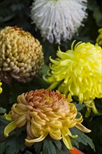 Chrysanthemum