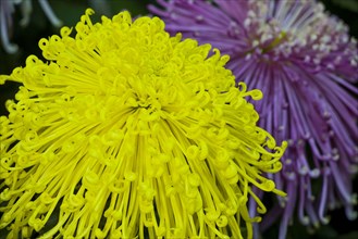 Chrysanthemum