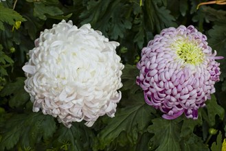 Chrysanthemum