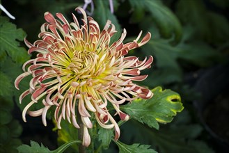 Chrysanthemum