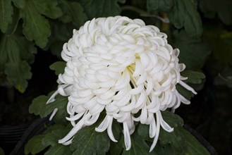 Chrysanthemum