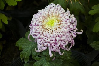 Chrysanthemum