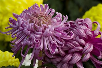 Chrysanthemum