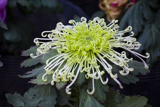 Chrysanthemum